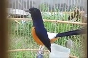 Amazing Birds Singing Murai Batu - Birds Of Paradise From Indonesia (Full Documentary)