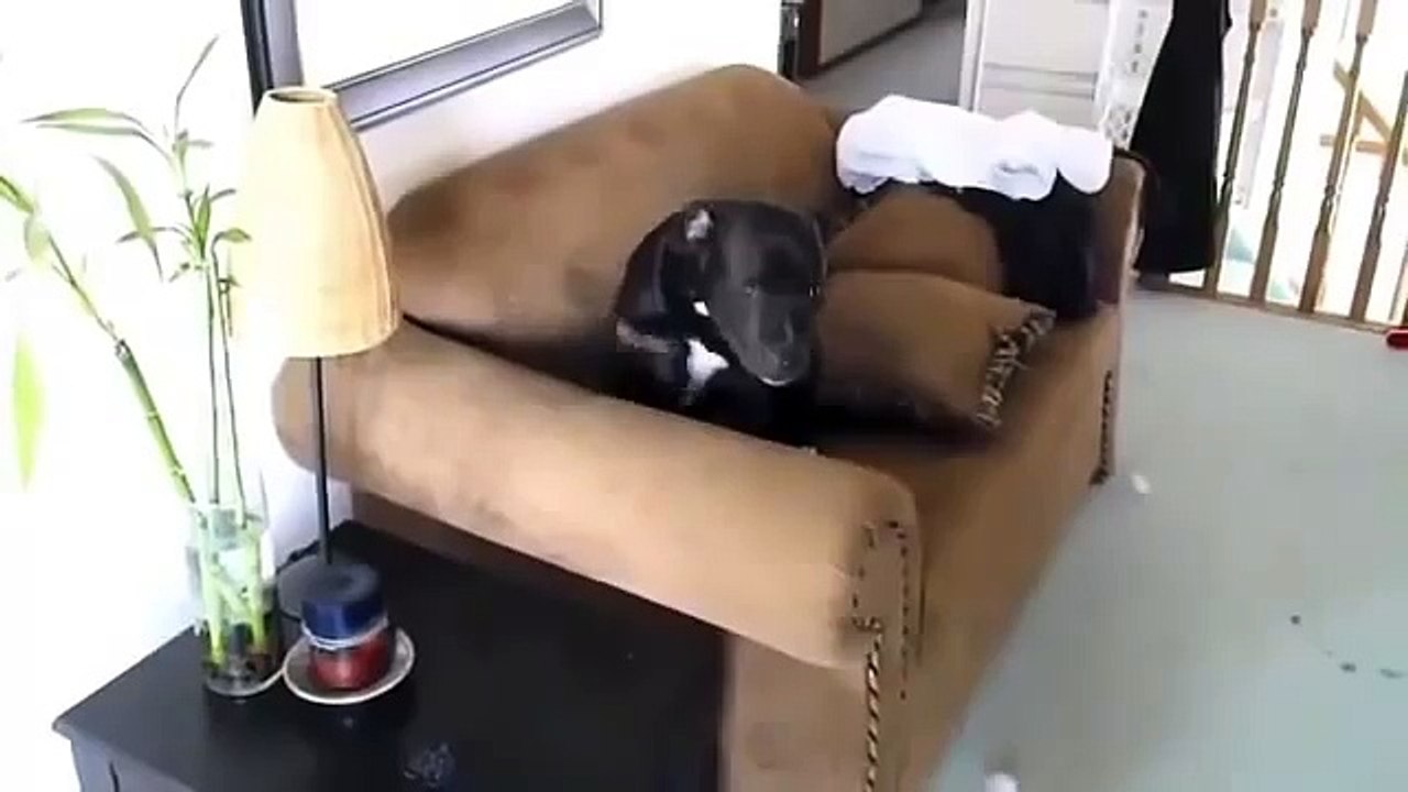 Guilty Dogs Compilation ✔