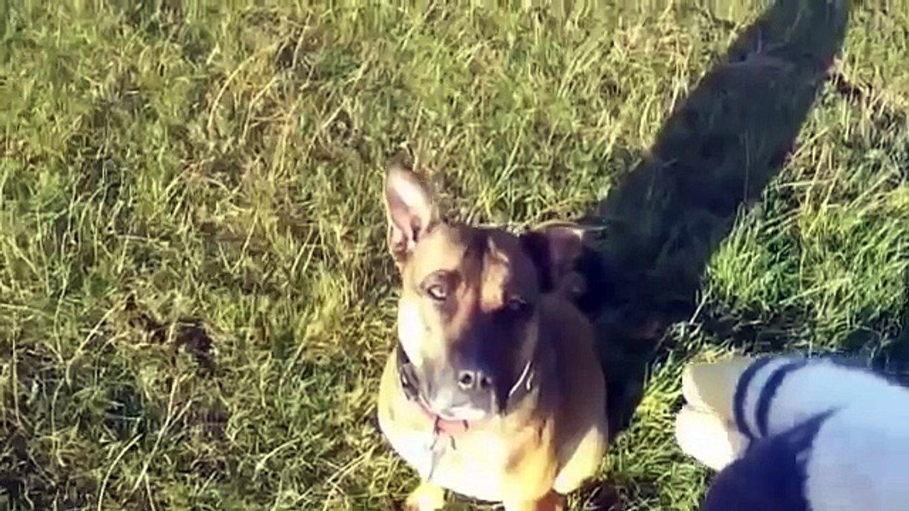 Funny and Hilarious Animals Edition 2014