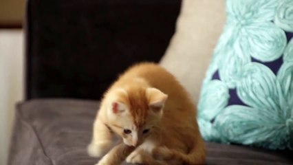 Advices to the Little Cat from an Older One