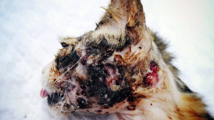 Candy, found with her face full of holes