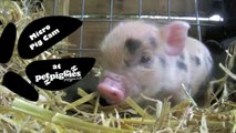 Baby micro pigs at Petpiggies