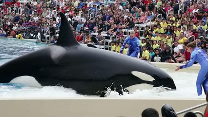 'Blackfish' Directer Gets Candid