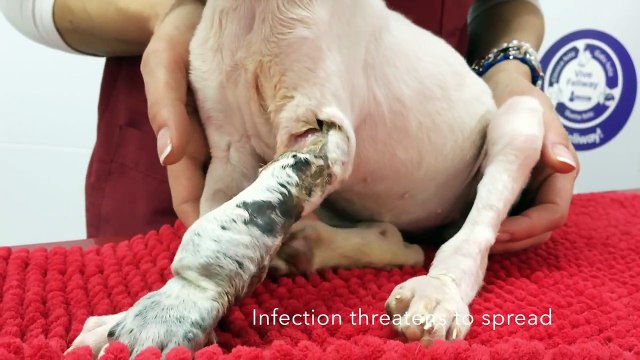 Little Dora, a puppy abandoned at a pound with an massive infected injury is fighting for her life