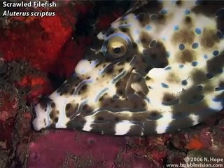 Night Dive at Tulamben Drop-Off, Bali