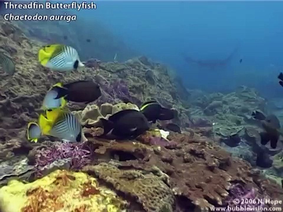 Manta Point, Bali