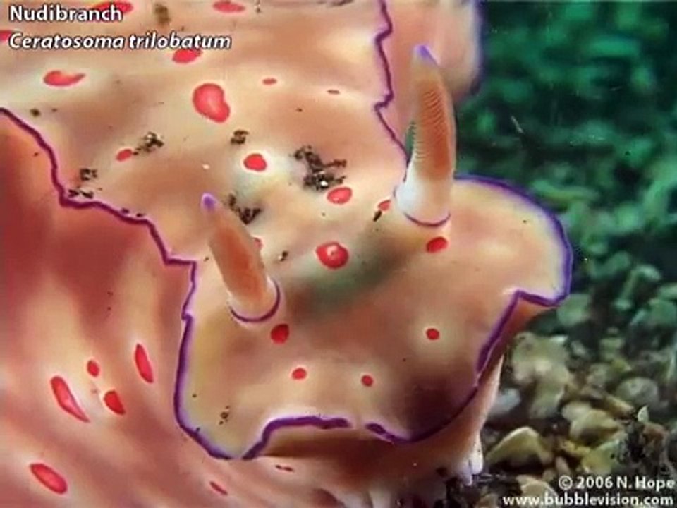 Teluk Kembahu, Lembeh Strait