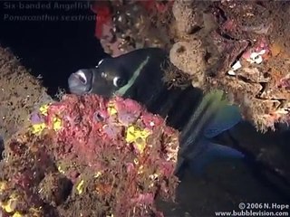 USAT Liberty Night Dive