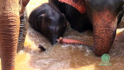 Elephant protect baby elephant from strong river