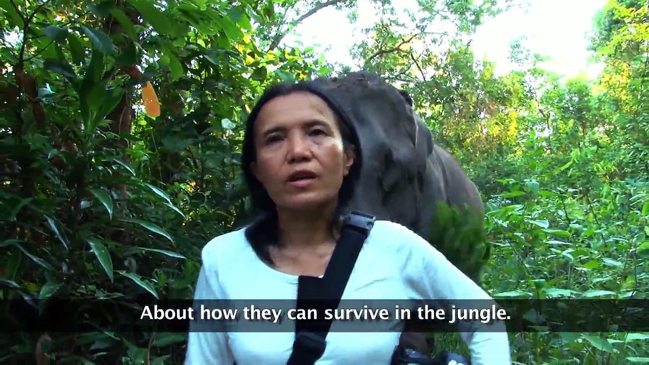 Elephant find their own fruit