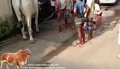 Awesome kick by dangerous cow bakra eid 2014 - Video Dailymotion
