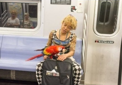 Parrot Commutes on the New York Subway