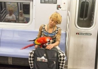 Parrot Commutes on the New York Subway