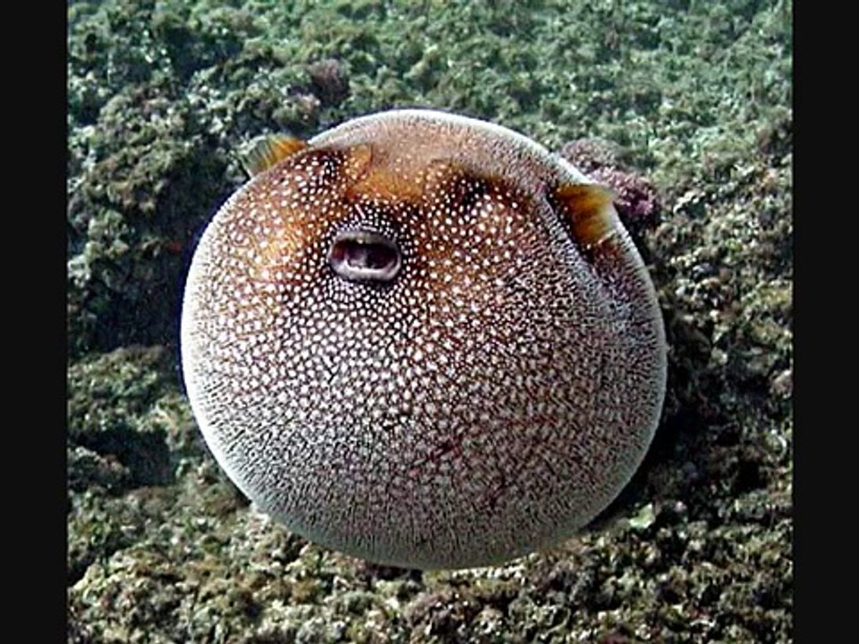 ---100 Most Weirdest and Rarest Animals in the World Real Pictures (Not Photoshopped)