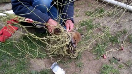 Baby fox completely tangled in football net