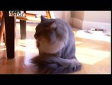 CATS 101 - Maine Coon [ITA]