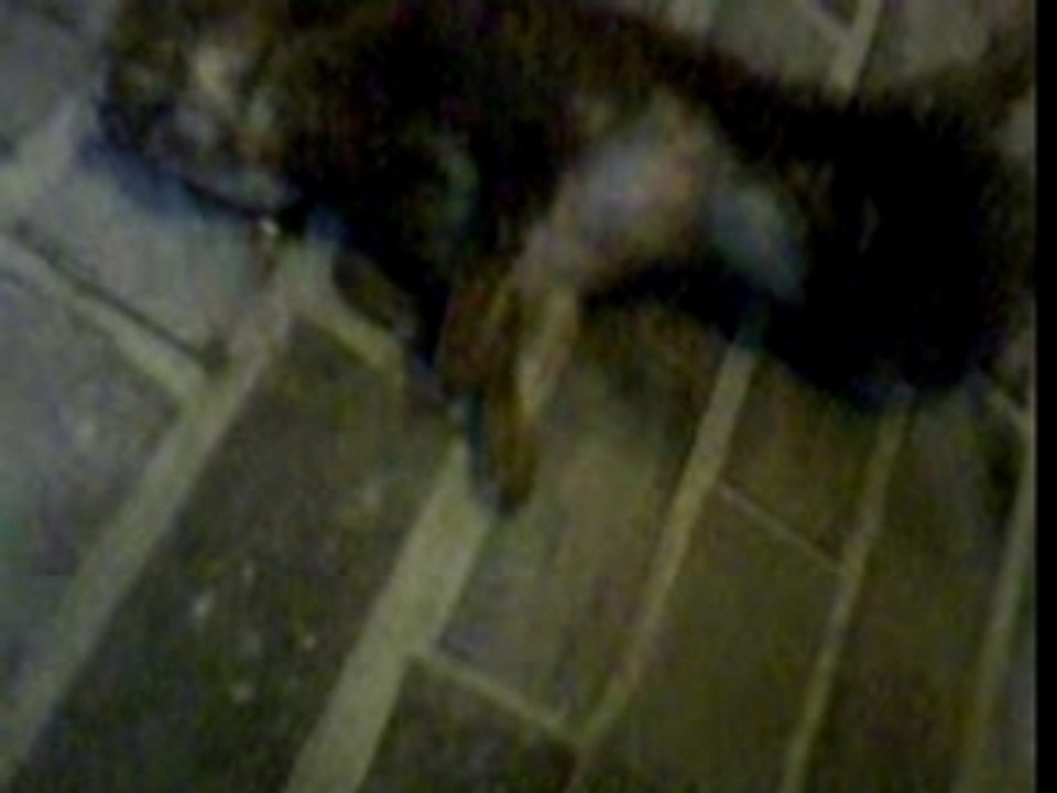 Lapin