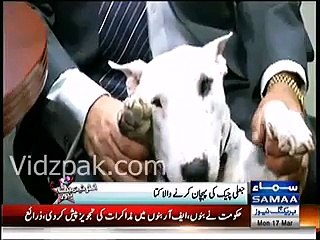 This Dog has ability to figure out the fake chek scam