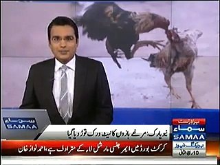 U.S Police arrested 9 accused who were staging Chicken Fights