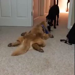 That's not how you play tug of war!