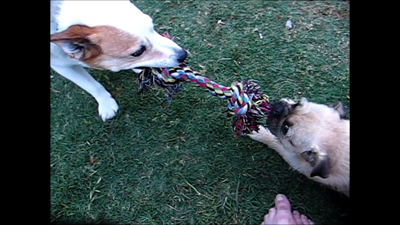 Dog-Of-War Pug vs. Blue healer Tug of War.