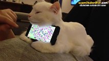 Telefon Aparatı Olarak Kedi Kullanmak