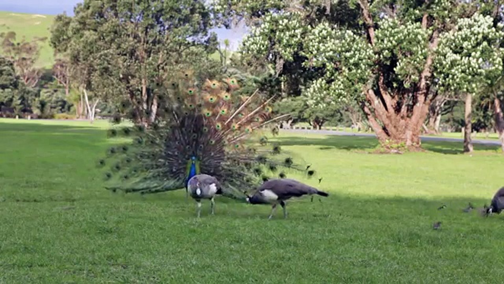 Peacock mating dance display
