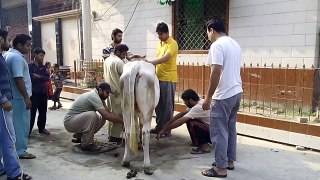 Faizan Manzoor,s Brothers, Causans, friends, and Uncles are sacrifycing the Cow on Eid-ul-Azha 2014 (720 HD)