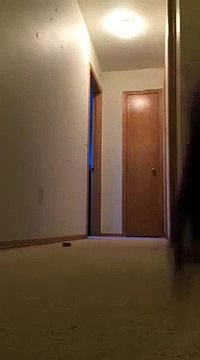 Hilarious Cockatoo running around yelling