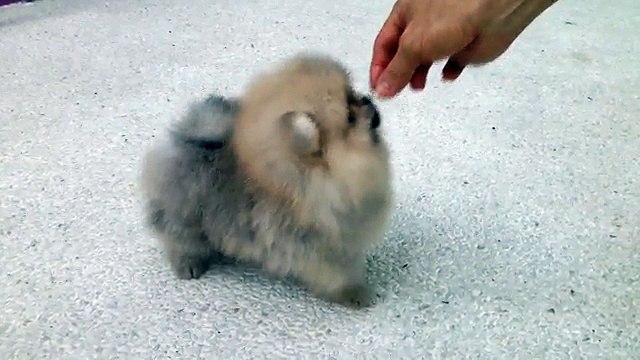 satilik boo dog pomeranian yavrusu 05333974577