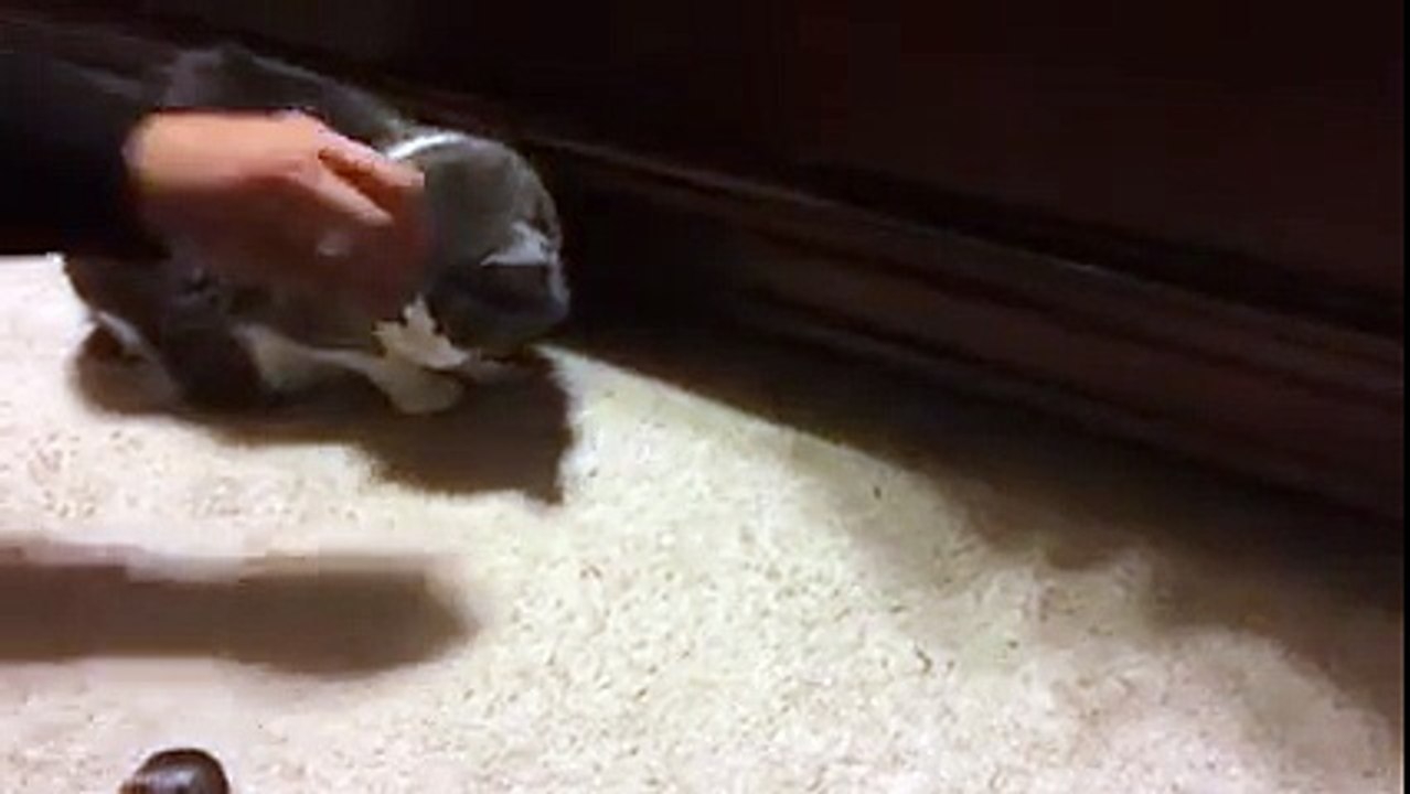 action of a cat