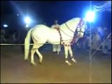 unbelievable a horse can dance never seen before....