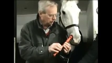 Burnu İle Flüt Çalan At