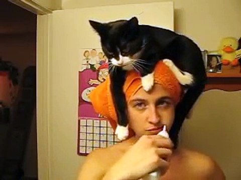 Chaque jour, ce chat se perche sur la tête de sa maîtresse lorsqu'elle sort de la douche !