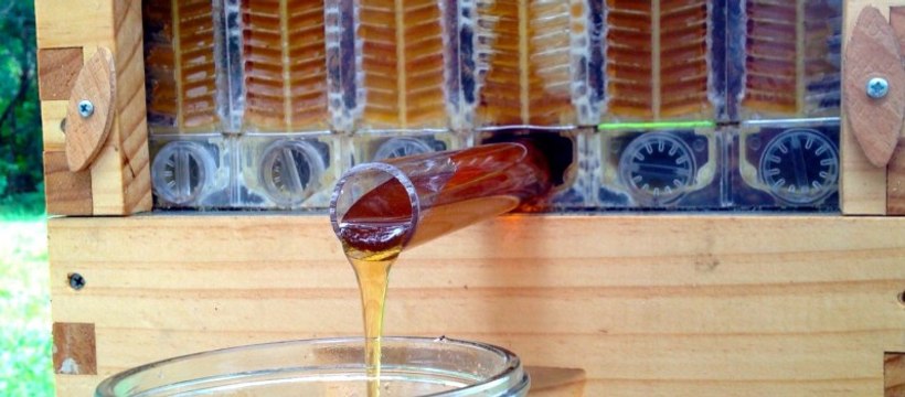 Flow Hive : pour récolter du miel sans déranger la ruche