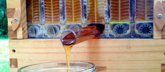 Flow Hive : pour récolter du miel sans déranger la ruche
