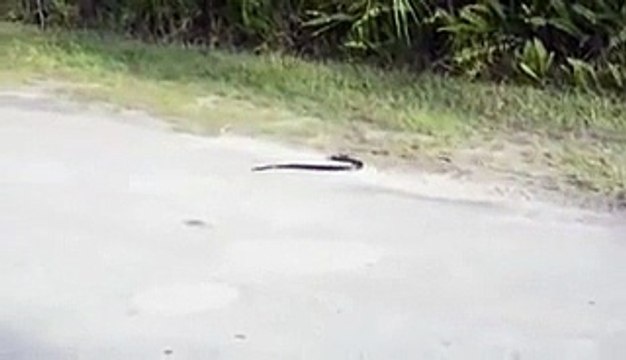 Snake commiting suicide.