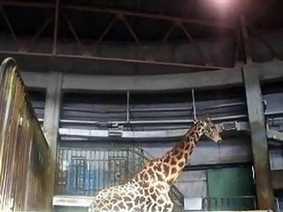 the Giraffe in winter Japanease Zoo Video pet animals safari amazon africa