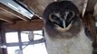 The mysterious of owls in winter Japanease Zoo Video pet animals safari amazon africa