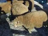 The sheeps in winter Japanease Zoo Video pet animals safari amazon africa