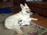 This German Shepherd Taking Care of a Baby Goat Will Restore Your Faith in the W...