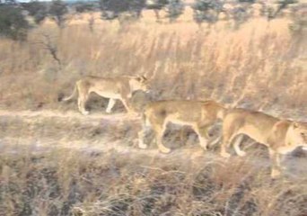 A Lion Pride Treks Through the Savannah
