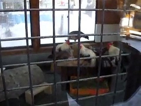 The variety of chickens in winter Japanease Zoo Video pet animals safari amazon africa