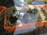 very cute! the sleeping rats in winter Japanease Zoo Video pet mouse animals safari amazon africa - YouTube