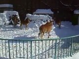 The running Elands in winter Japanease Zoo Video pet cow animals safari amazon africa