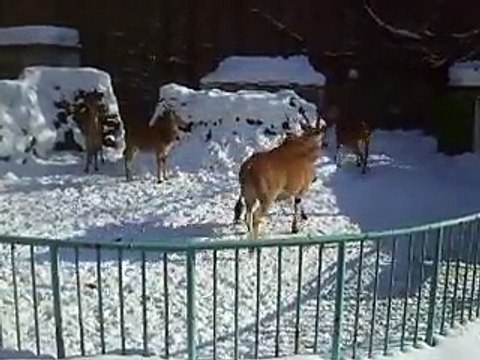The running Elands in winter Japanease Zoo Video pet cow animals safari amazon africa