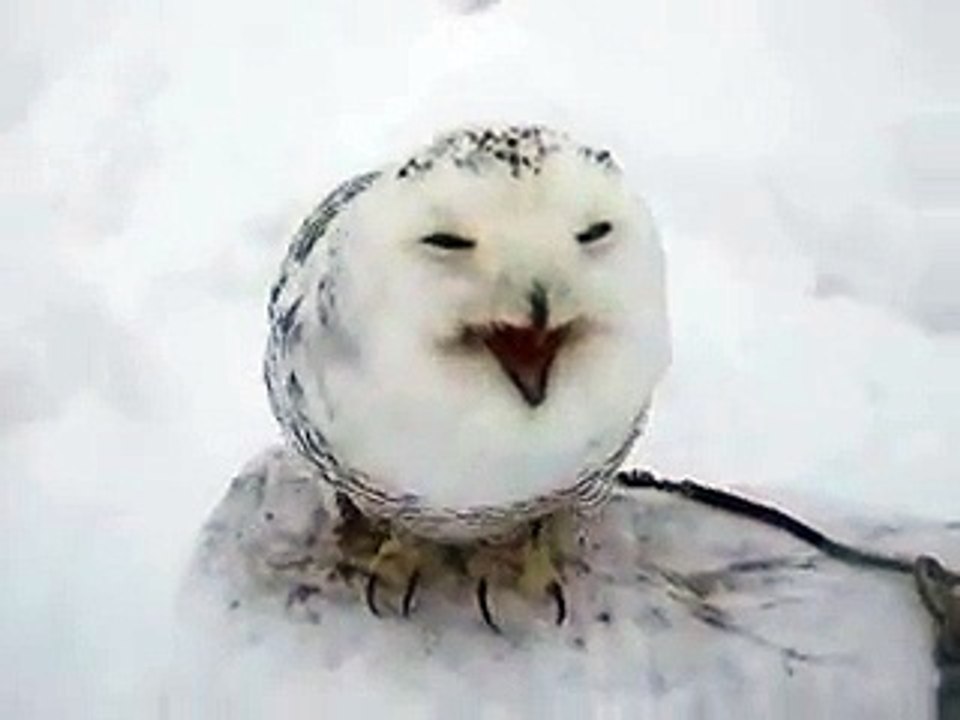 The shout of owl in winter Japanease Zoo Video pet bird animals safari amazon africa