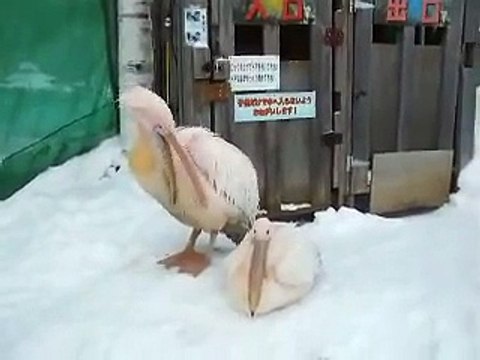 very cute! The Raccoon dog in winter Japanease Zoo Video pet animals safari amazon africa