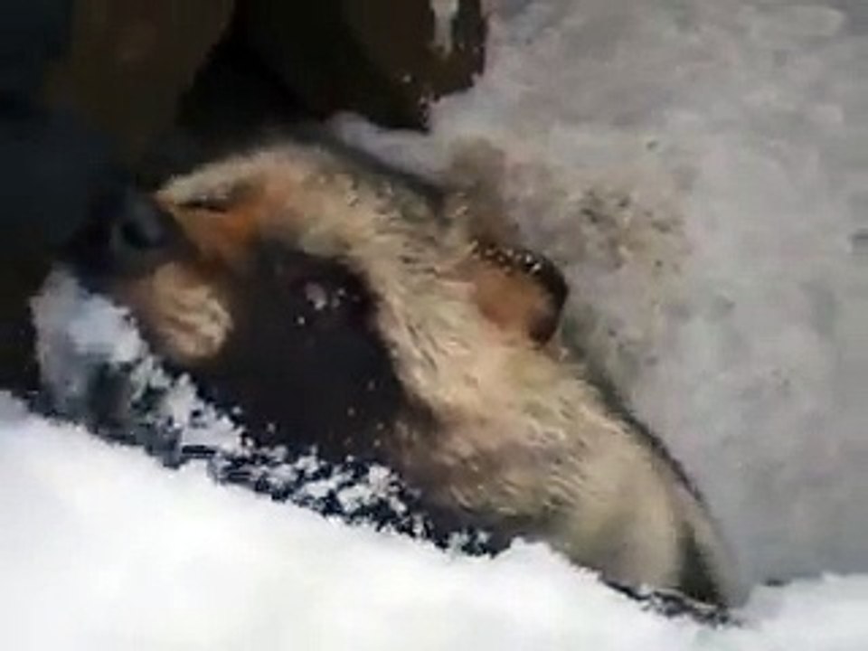 very cute! The Raccoon dog in winter Japanease Zoo Video pet animals safari amazon africa