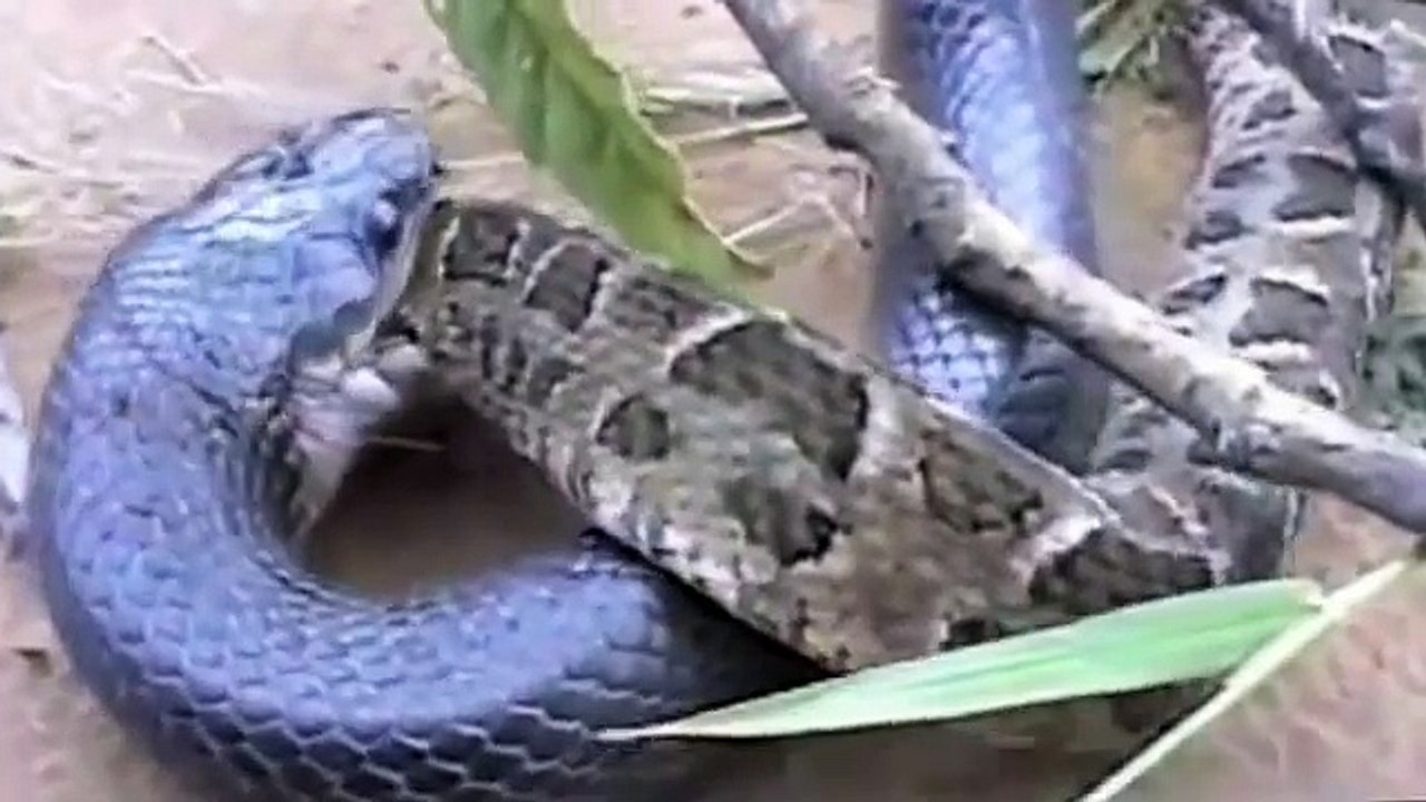 Cobra vs Python